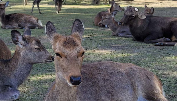 Excursion privée à Nara - Photo 5, Un sympathique cerf