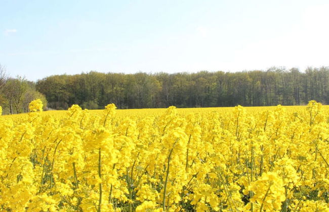 2 in the Baltic Sea Villa Gesine - Foto 7