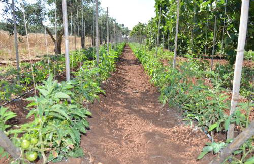 Agriturismo Residenza Gemma - Foto 45