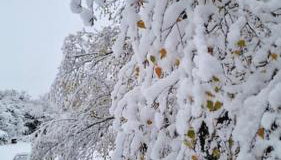 Delightful cabin retreat wrapped by natural beauty - Foto 5