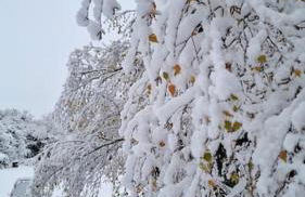 Delightful cabin retreat wrapped by natural beauty - Photo 5