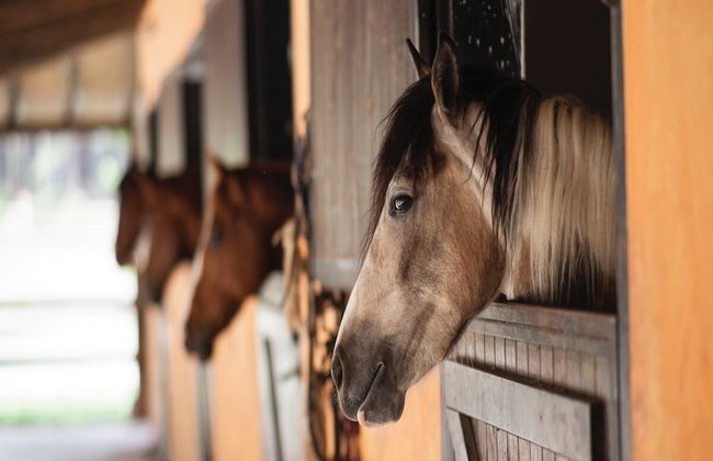 Wild Clover Cottages - Foto 21