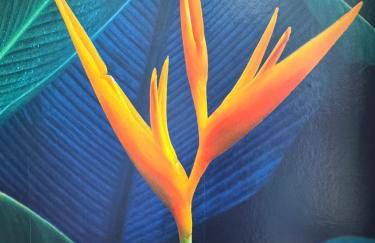 L'Oiseau du paradis - terrasse privée, parking, wifi rapide, arrivée autonome, entre gare et centre-ville, rez-de-chaussée - Foto 20