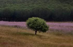 Abetarda CC - Foto 44