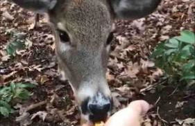 Peaceful Seasonal Wooded Cottage close to everything - Foto 55