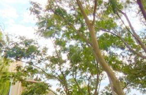 Carmel Villas - Photo 8