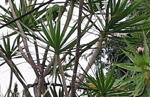 Casa Show - Hospedagem e Day use para grupos - com piscina aquecida - Foto 6