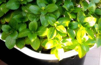 Metohi Georgila - Foto 38