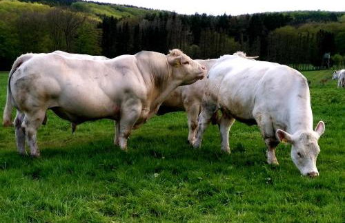 Ferienwohnung Biohof Mindermann - Foto 43