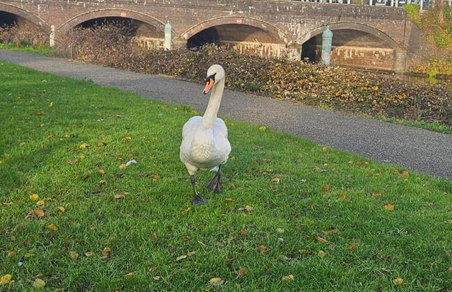 Tropical Hideaway Studio Apartment - Foto 24