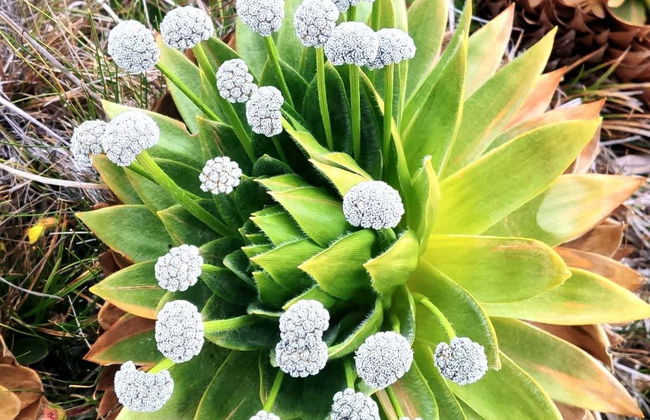 Páramo de Sumapaz Trip - Photo 6