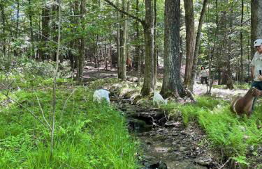 Log Cabin at the Goat Sanctuary - Foto 27