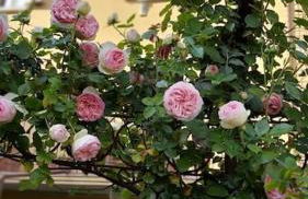 Villa Costanza Appartamento con balcone e vista giardino - Foto 30