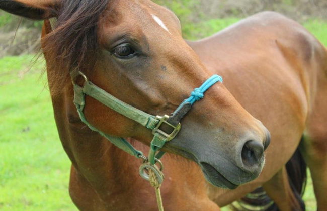 Casa Patricia Gran Pacifica Resort - Foto 20