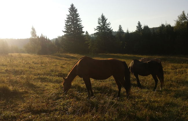 Ski-Lake Cottage Nízke Tatry - Foto 42