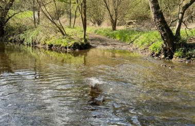 Hof zur Nette -Stilvoller Rückzugsort im Herzen des Maifelds - Foto 39