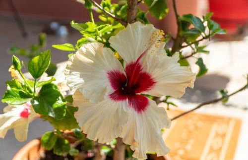 Ocean View Oasis - Palaiokastritsa - Foto 40