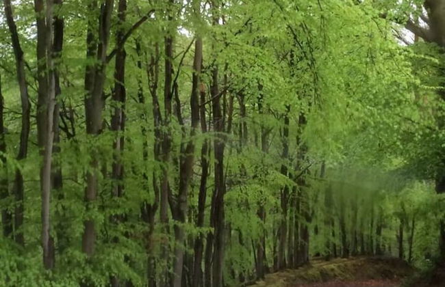 Y Twlc Mochyn - Ecofriendly - Farm Animals - Foto 12