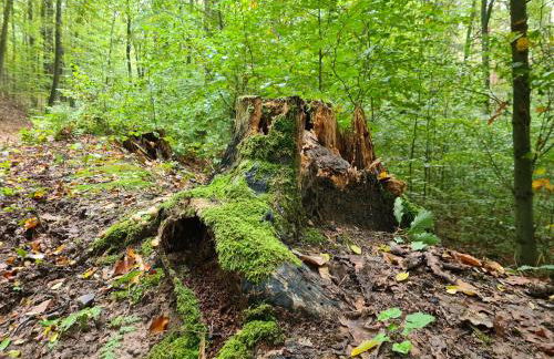 Viadrina Rooms & Apartments Frankfurt-Oder am Park im Zentrum - Foto 41