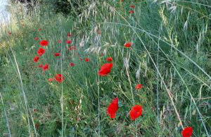 Les Hauts de Jeanvert - Gite de Charme - Piscine - Gaillac - Foto 30