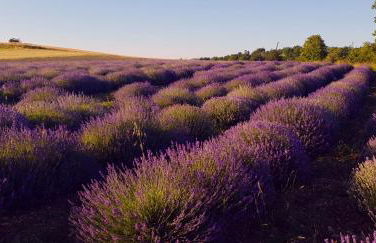 Manoir Le Bourg, Touffailles - Foto 28