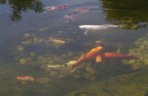 Altes Forsthaus - Foto 45