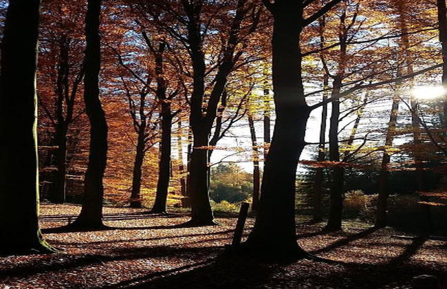 Charming Chalet in Vielsalm - Photo 35