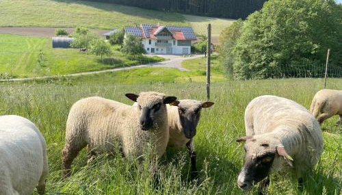 BodenSEE Apartment Neukirch Goppertsweiler HASE - Foto 4