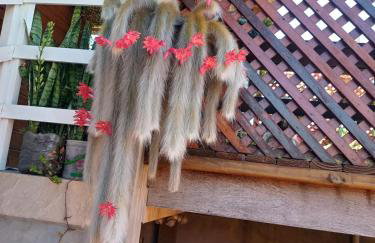 Casa Flores do Campo - Foto 13