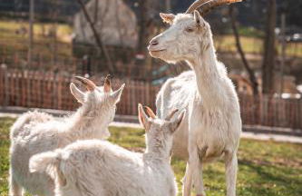 Maraias - Luxury Suites & Apartments - Foto 22