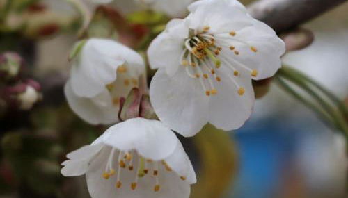 Tarnewitz in the Thorstorf estate barn - Foto 2, Other