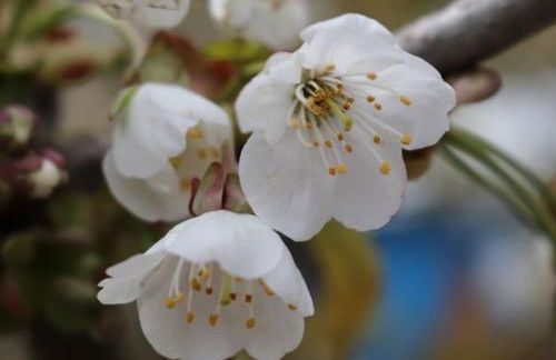 Tarnewitz in the Thorstorf estate barn - Foto 2