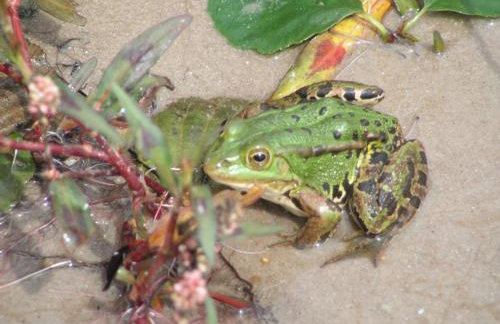 Domek Drewniany - Foto 52