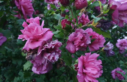 Villa Maja - Foto 16