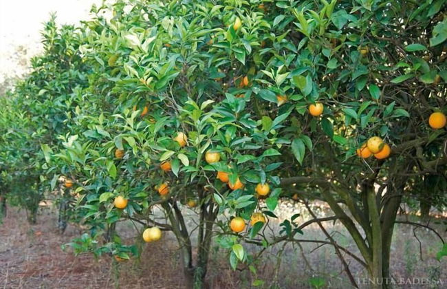 Tenuta Badessa - Photo 31