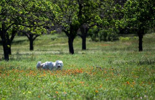 Lovely Cottage Rental with Waterfall on San Gabriel River near Austin, Texas - Foto 27