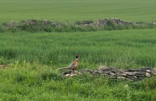 Beautiful Rural Holiday Chalet - Foto 15