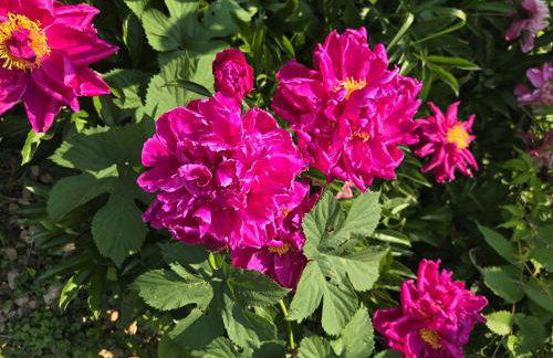 Pinkston Gardens - Foto 14