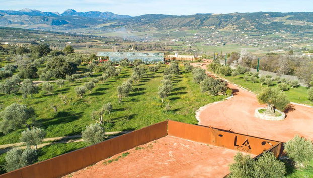 Nos adentraremos en el fascinante mundo del aceite de oliva