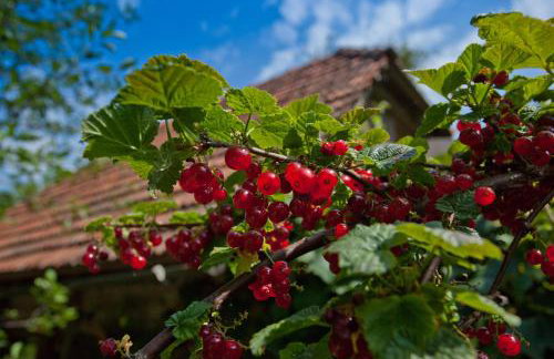 Cottage on Hill - Photo 19