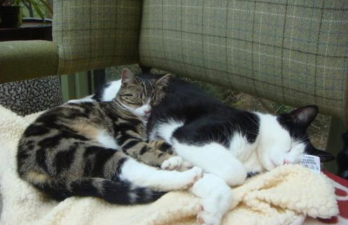 A Tranquil Retreat for Two - Foto 18