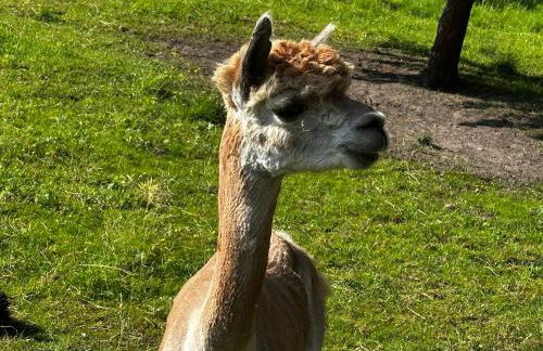 Weinrebe Oberhermsdorf nahe Dresden - Foto 14