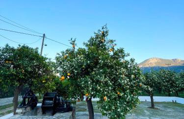 Citrus garden - Photo 32