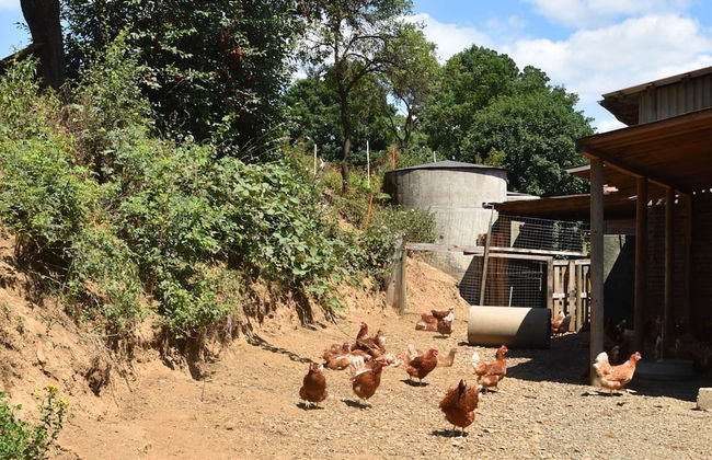 Ferienhaus auf Einem Bauernhof in Bad Wildungen - Foto 31
