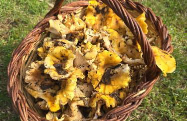 El Racó dels Mussols 1 - Foto 31