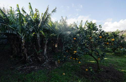 Quinta do Ferreiro - Photo 58