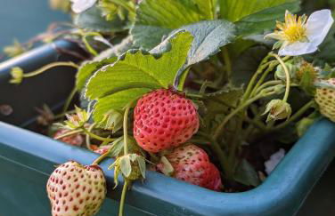 Casa da Mata - Foto 44