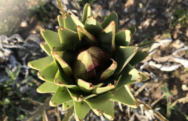 Masseria Prosperi - Photo 80