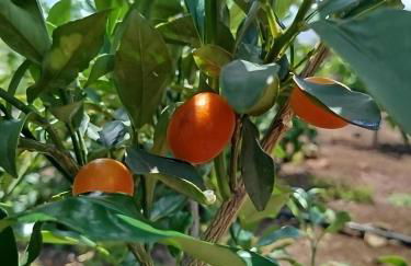 Paraiso Madeira - Suites - Foto 24