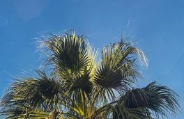 Palm Blues - Photo 72